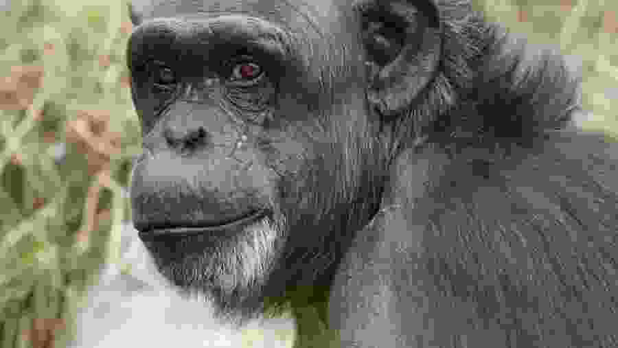 Chimpanzees at Kibale National Park