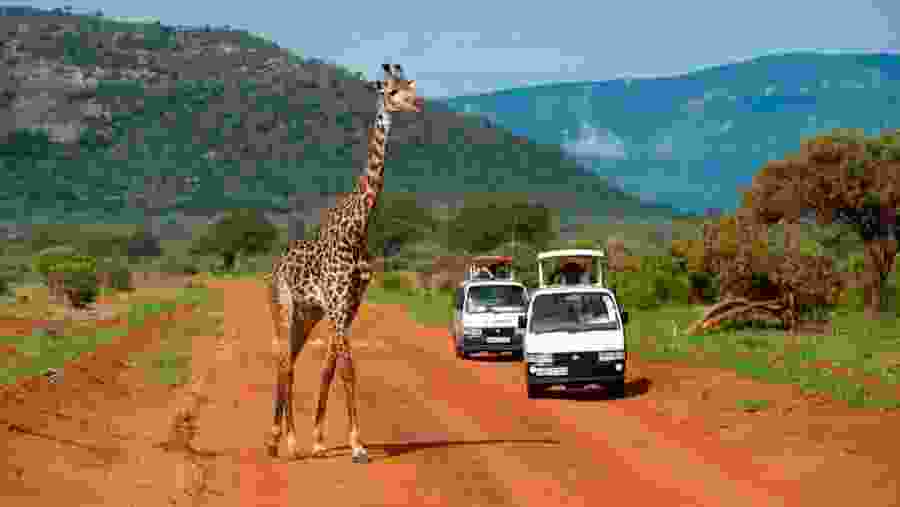 Giraffe at Tsavo West National Park
