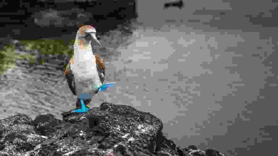 Blue-footed booby