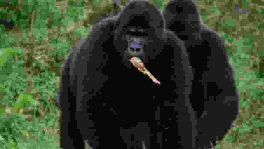 Bwindi National Park