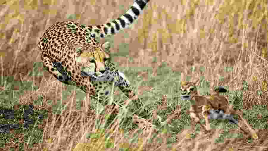 Masai Mara and Lake Nakuru Safari