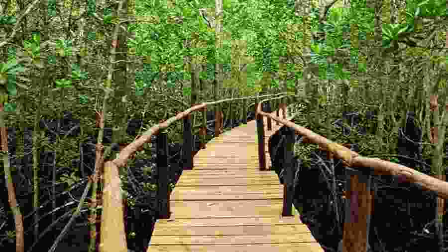 Jozani Forest Zanzibar