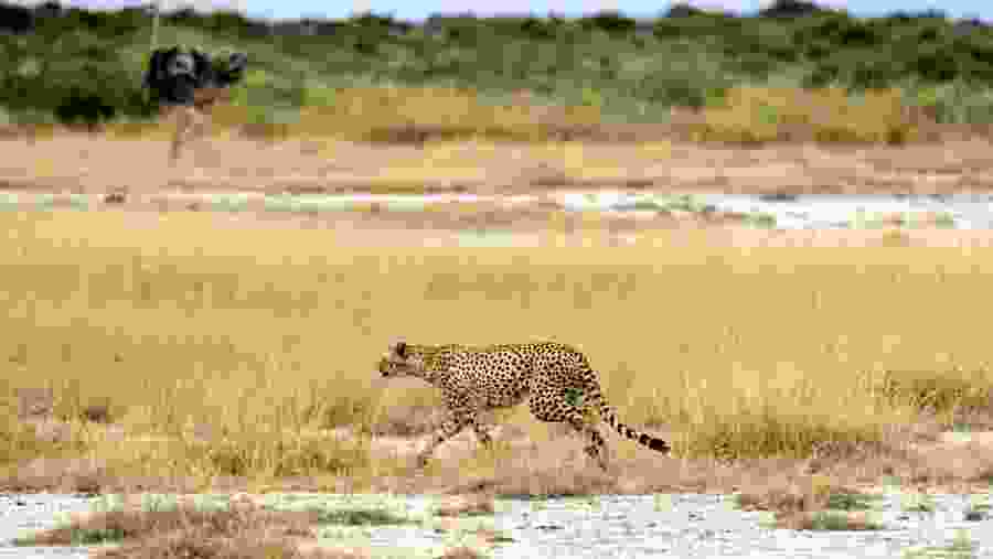 Wildlife in Tarangire National Park