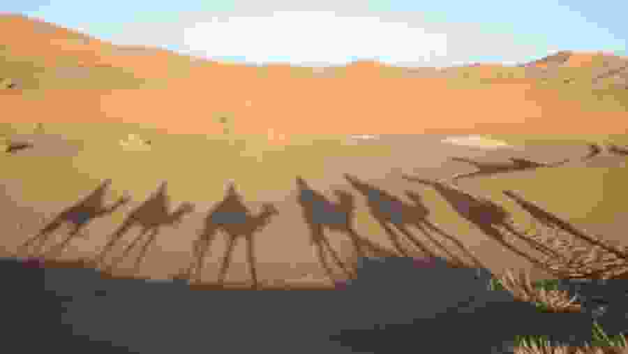 Camel Ride in the Sahara
