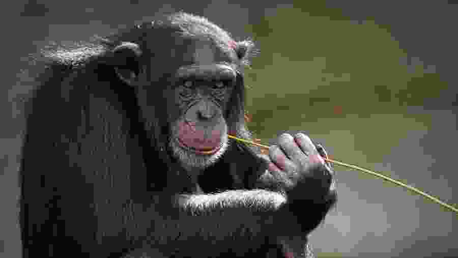 Meet the chimpanzees in the park