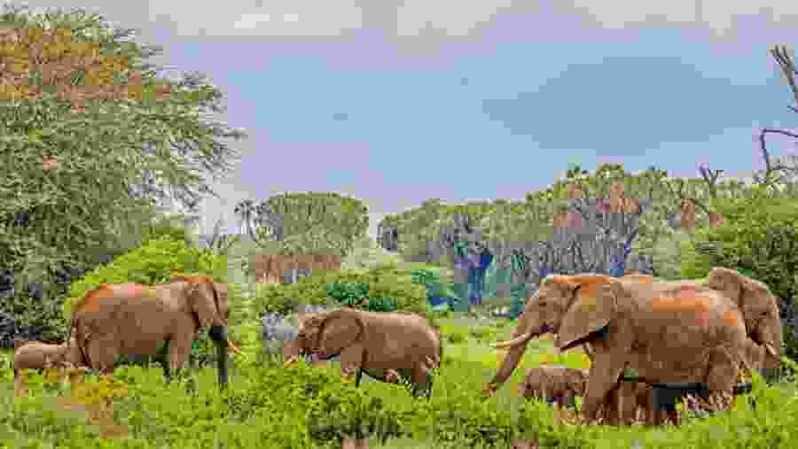 Bush Elephant