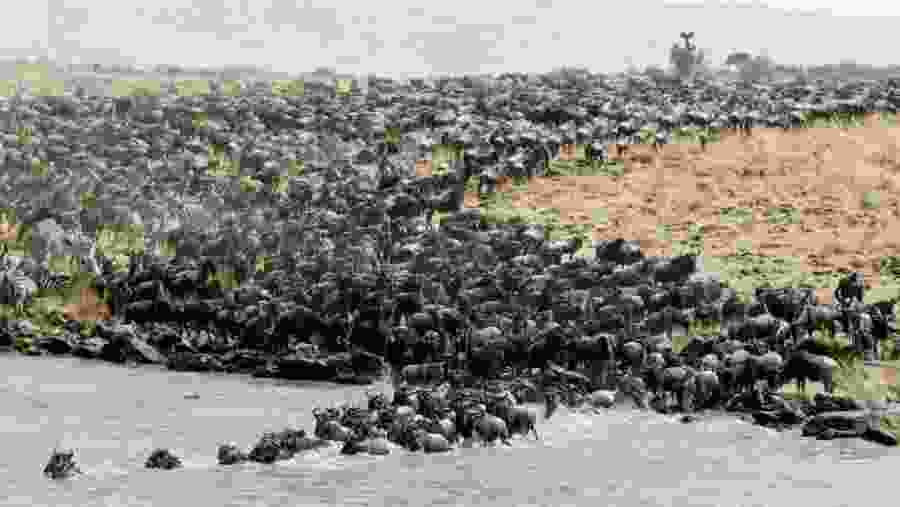 Wildebeest Migration at Masai Mara
