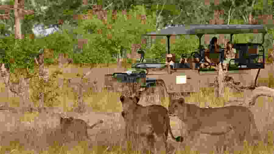 Safari in the National Park