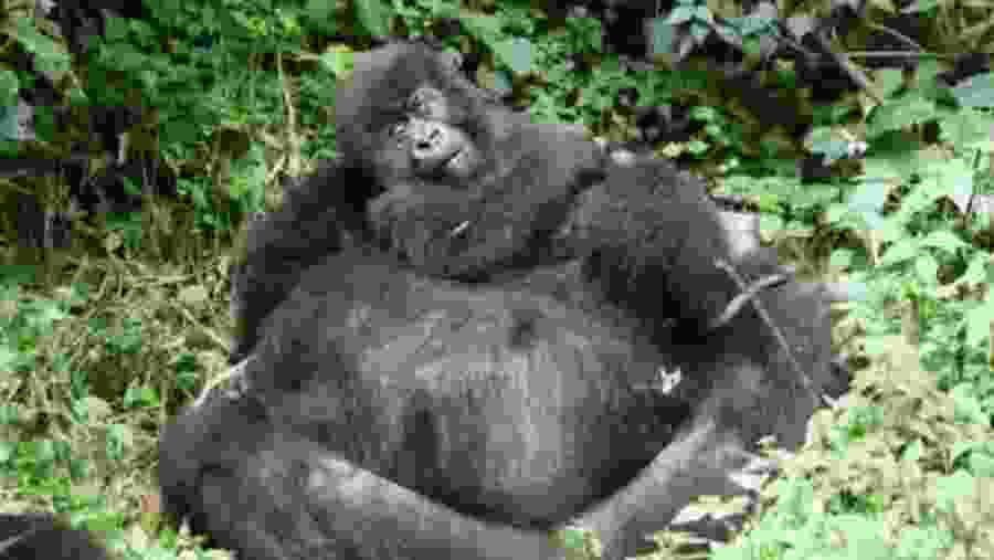 Gorilla Trekking in Volcanoes National Park