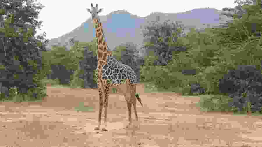 Spot a variety of species in Tsavo East
