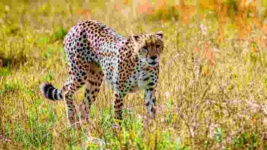 Sighting a Leopard