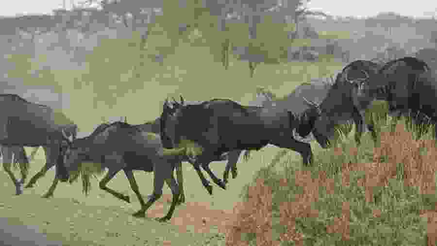 Wildebeest migration in Masai Mara
