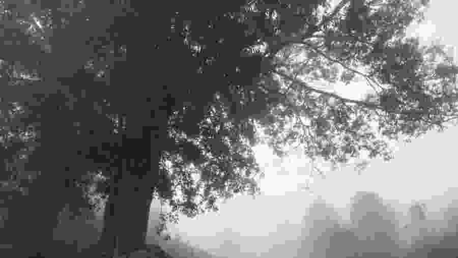 Trek through the forests