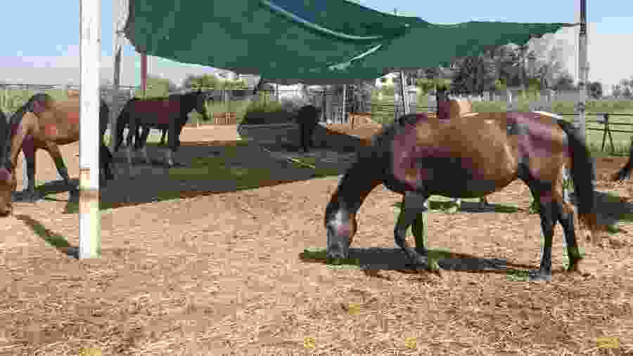 Horse riding