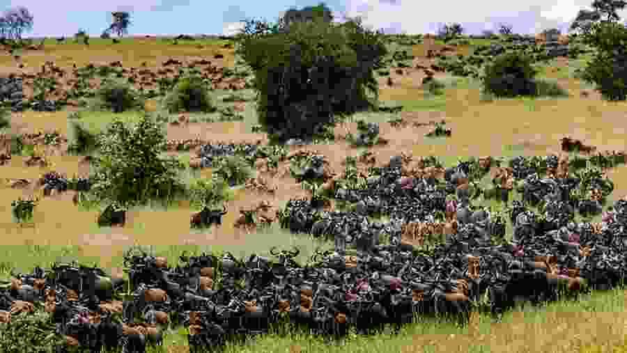Great Wildebeest Migration