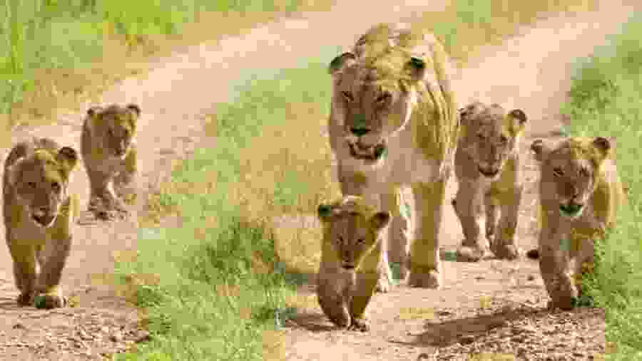 Spot the wildlife in Kenya