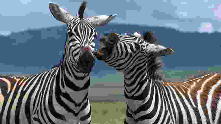 Zebras