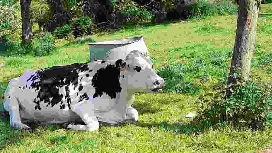 Honfleur and Pays d'Auge Tour