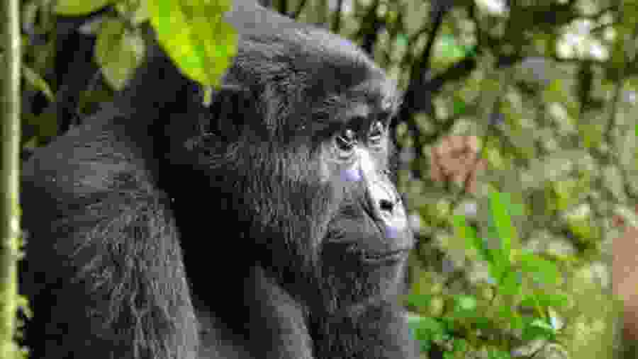 Gorilla Trekking