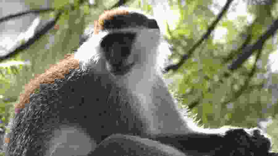 Bale monkey