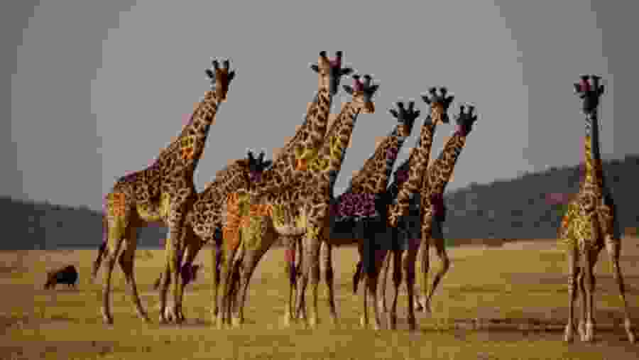 Masai Giraffe