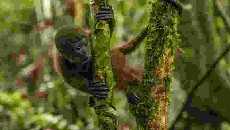 The Napo Jungle