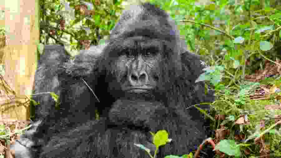 Gorilla Trekking