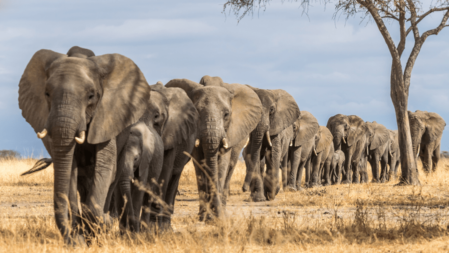 African Elephants