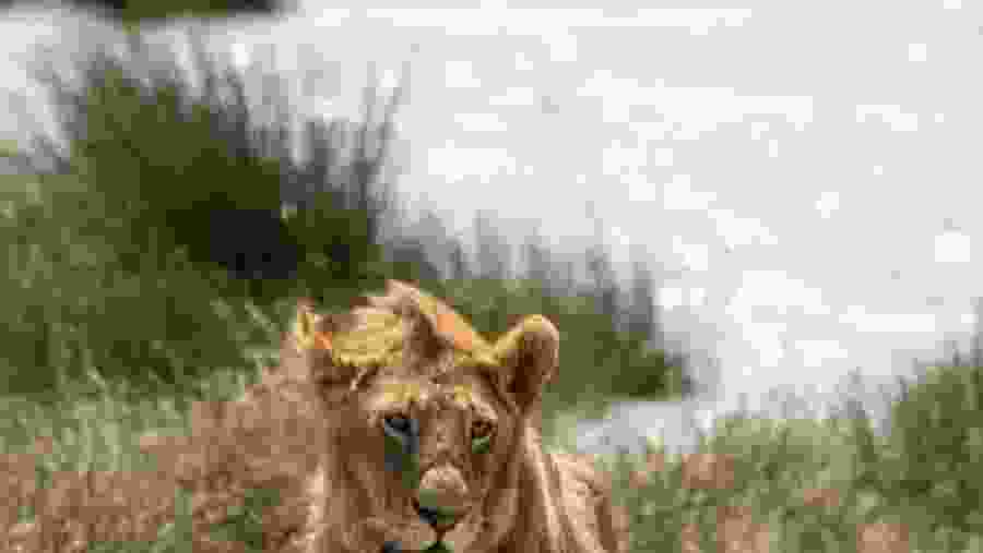 Lion