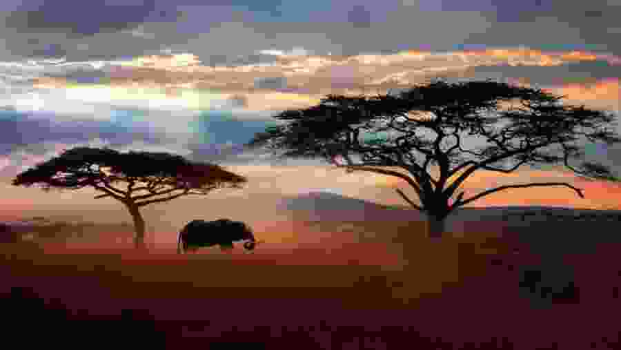 Witness the wildlife