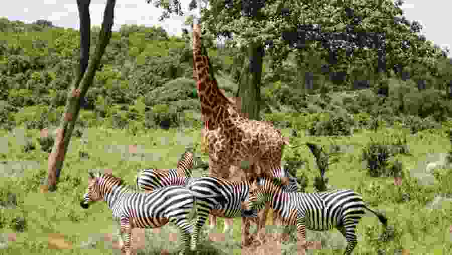 Girafes and Zebras at the Park