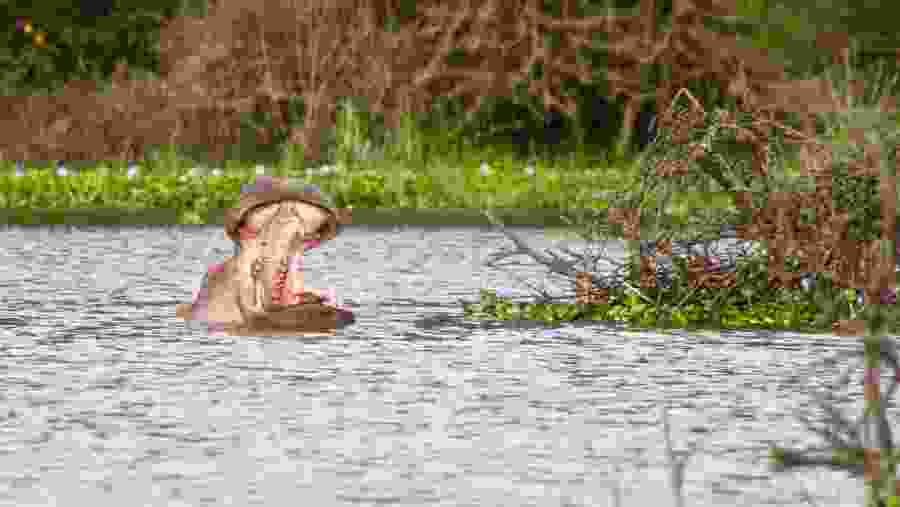 A Hippo At Lake Naivasha