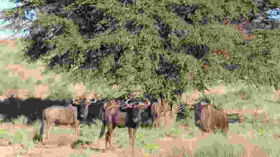 Kgalagadi Transfrontier Park Adventure