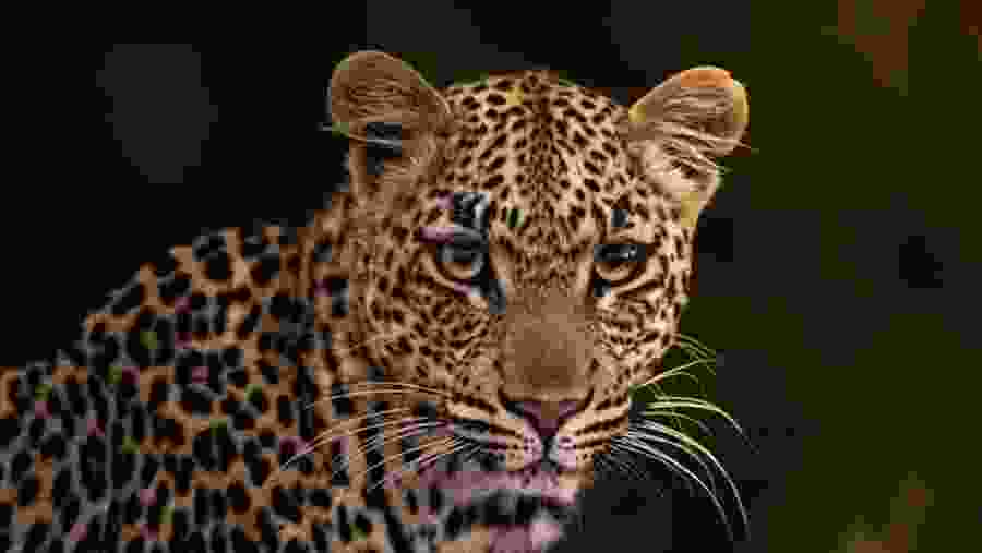 Leopard