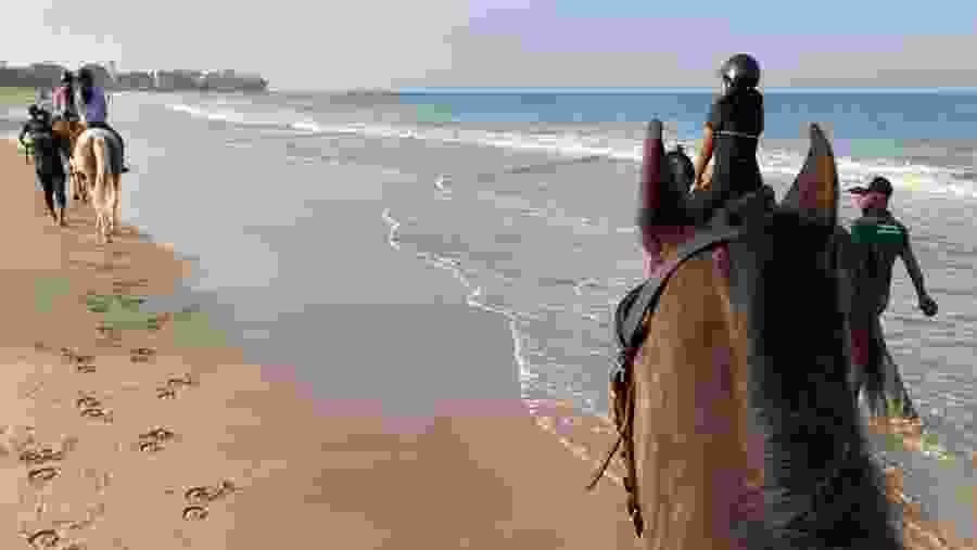 Horse Riding In Port City