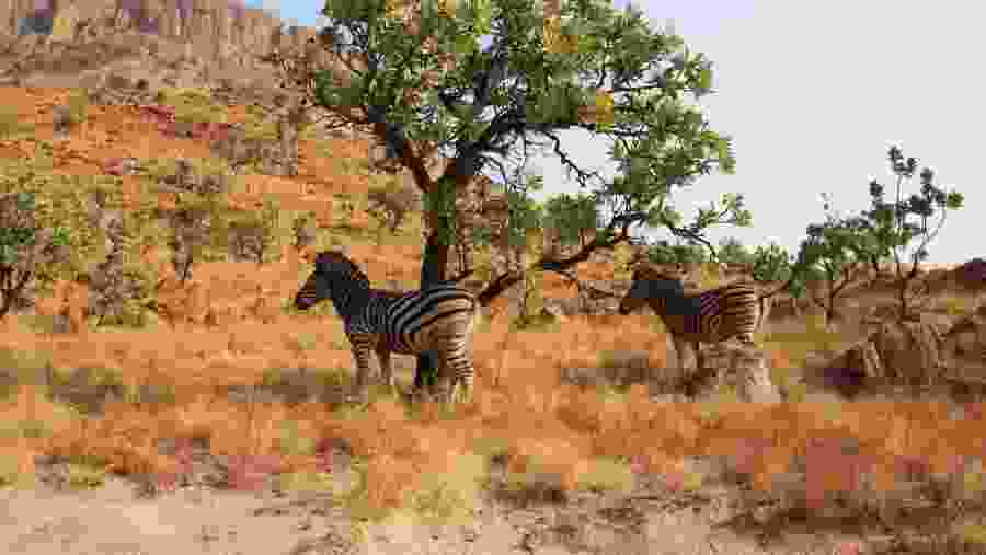 Zebras grazing