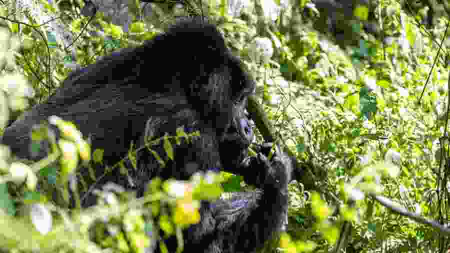Gorilla Trekking