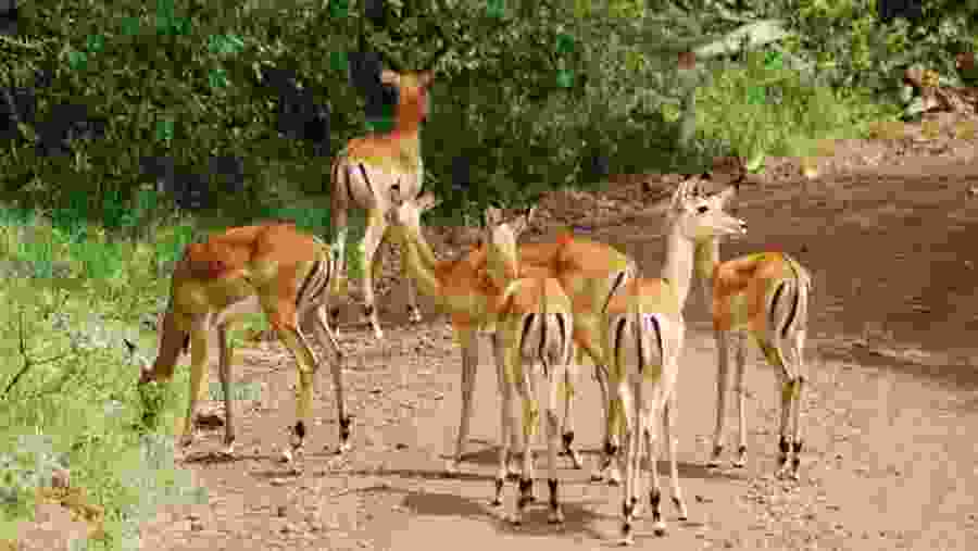 Witness the wildlife