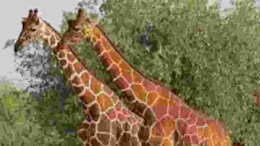 Giraffe