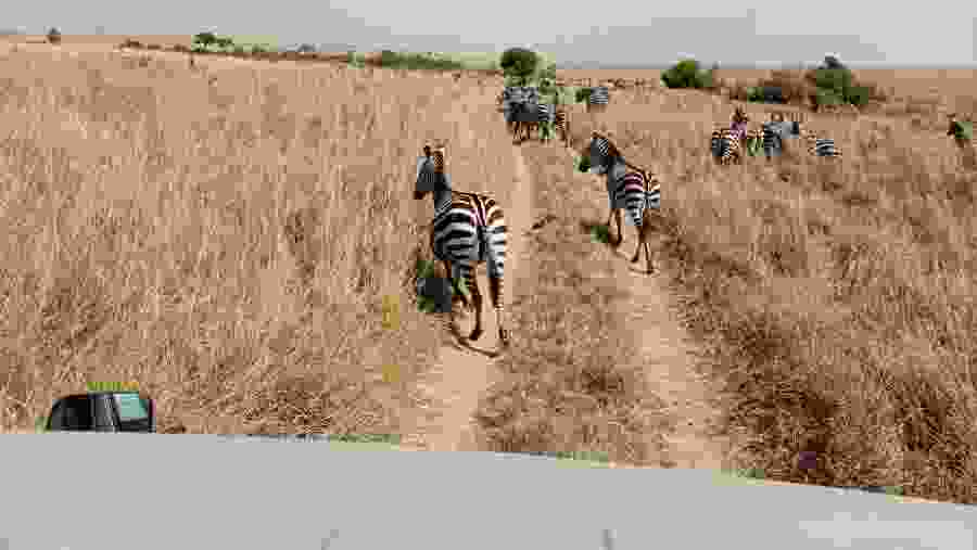 Jeep Safari in African Wildlife