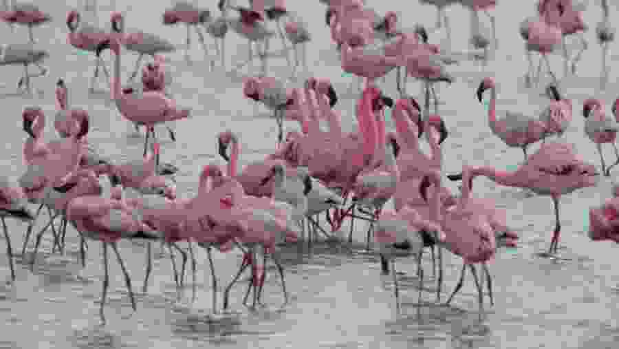 Flamingoes at Lake Manyara