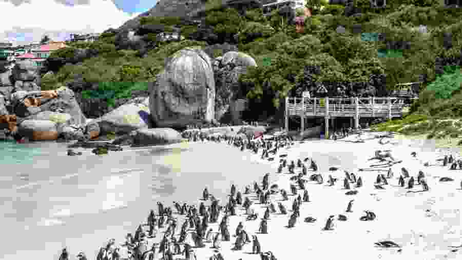 Boulders beach