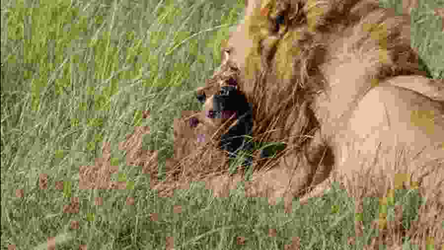 Nairobi National Park