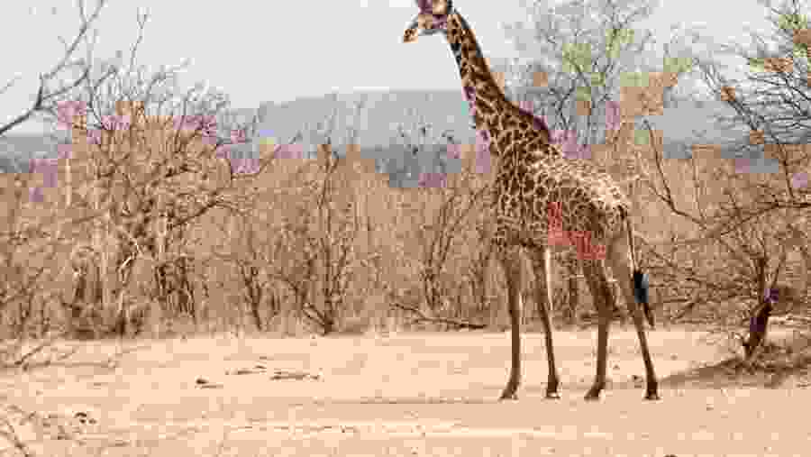 Nyerere National Park