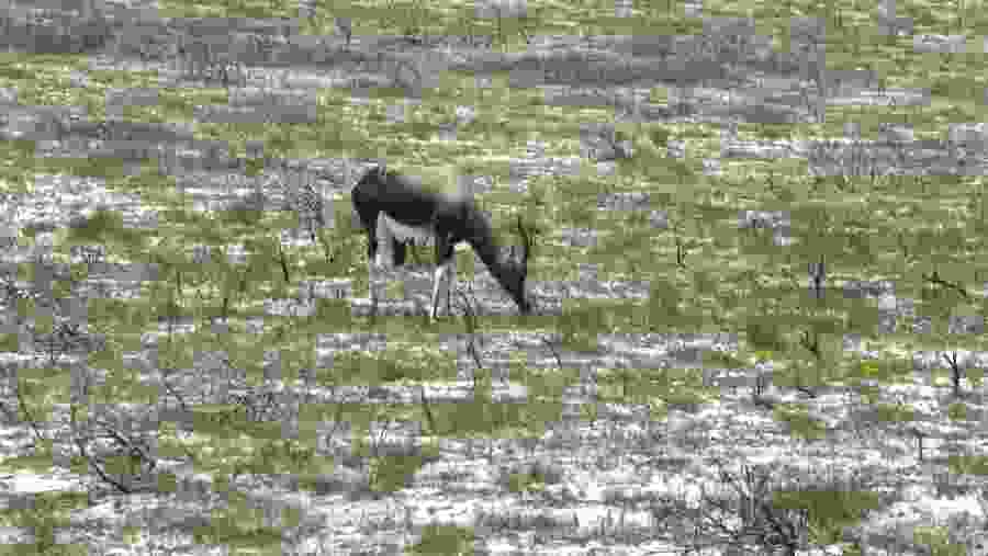 Cape of Good Hope Reserve
