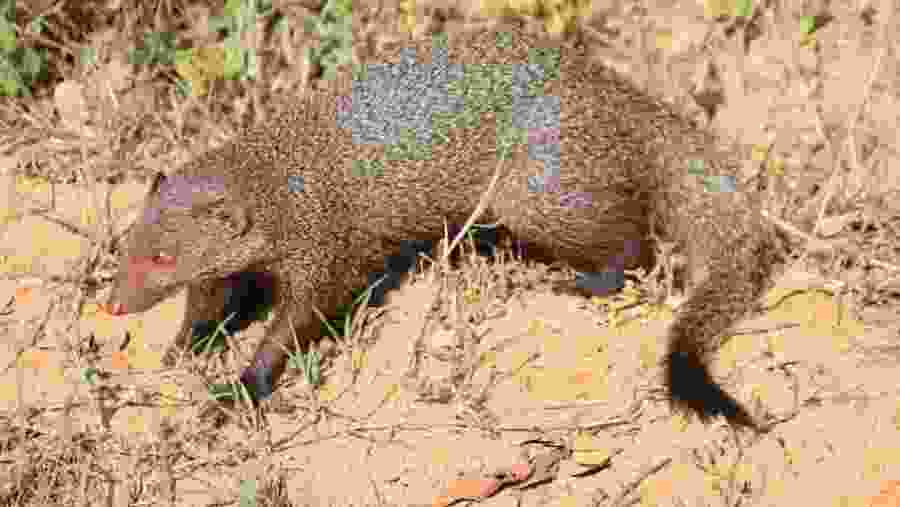 Mongoose