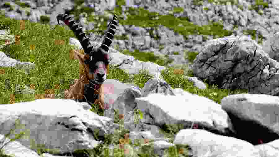 Alpine Ibex