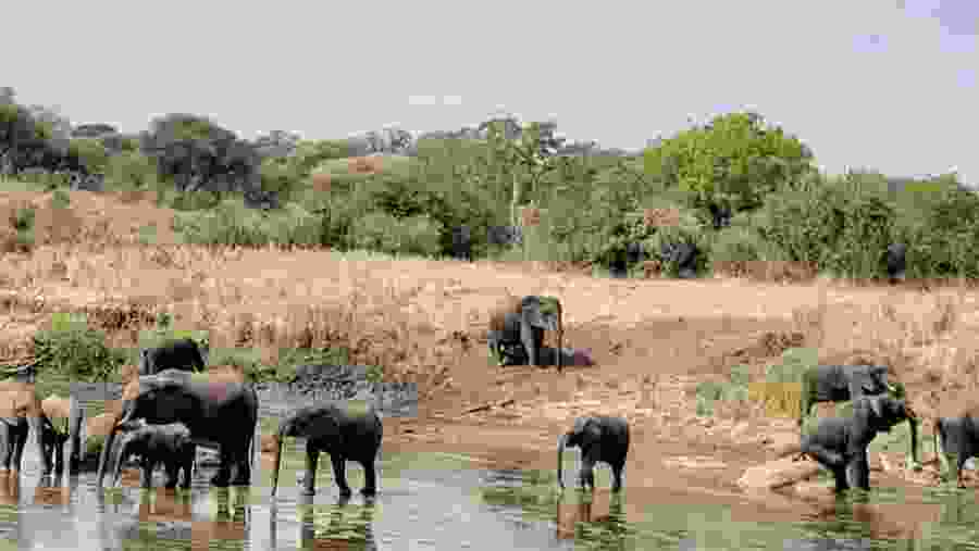 Elephants at the National Park