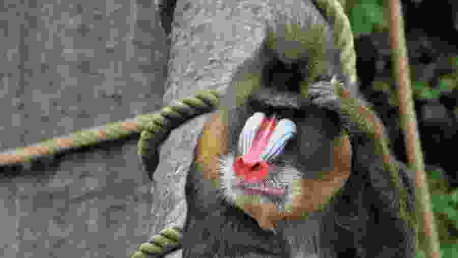Meet the Gelada Baboon
