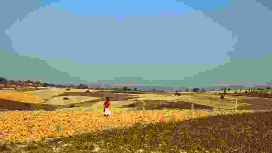 Agricultural Farmlands in Shan Village